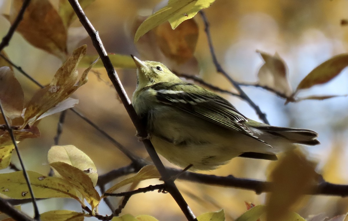 Blackpoll Warbler - ML508475041