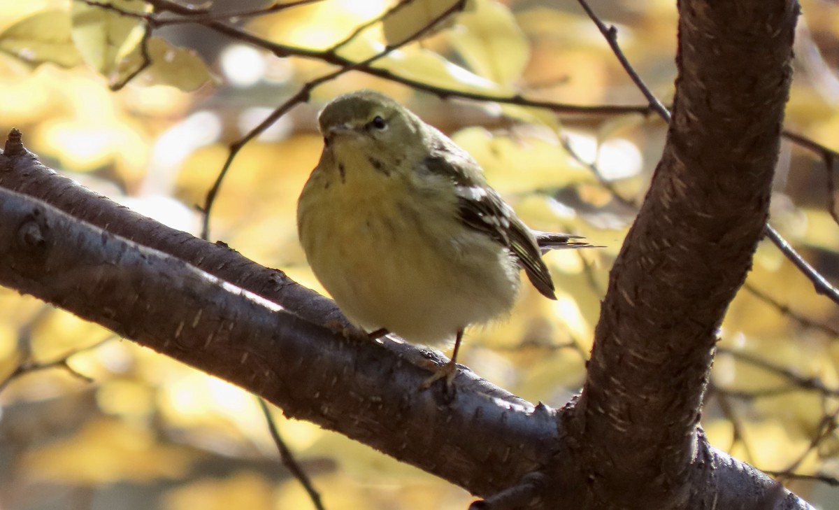 Blackpoll Warbler - ML508475051