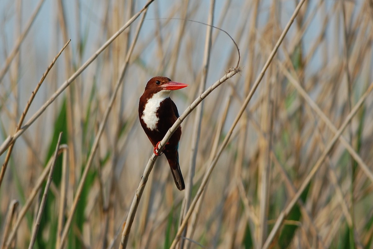 White-throated Kingfisher - ML50847521