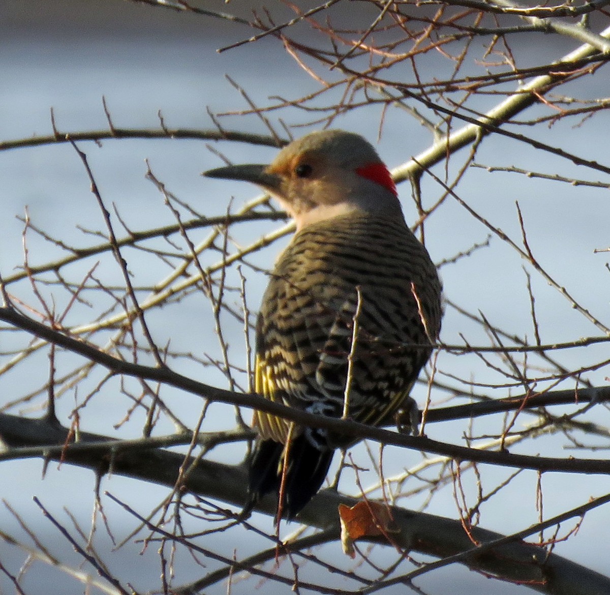 Northern Flicker - ML508475511