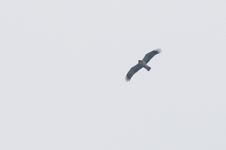 Booted Eagle - ML508477581