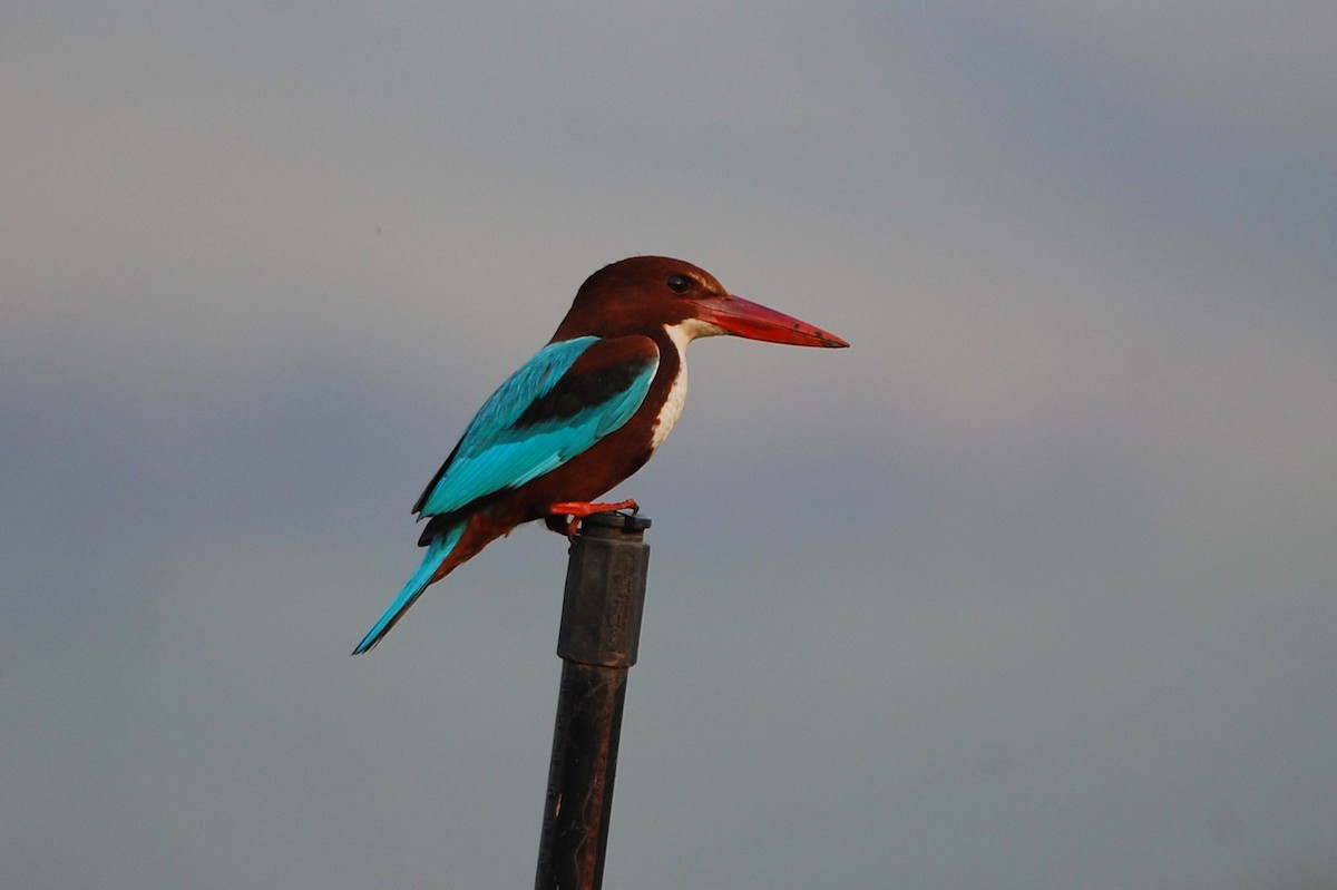 White-throated Kingfisher - ML50847831