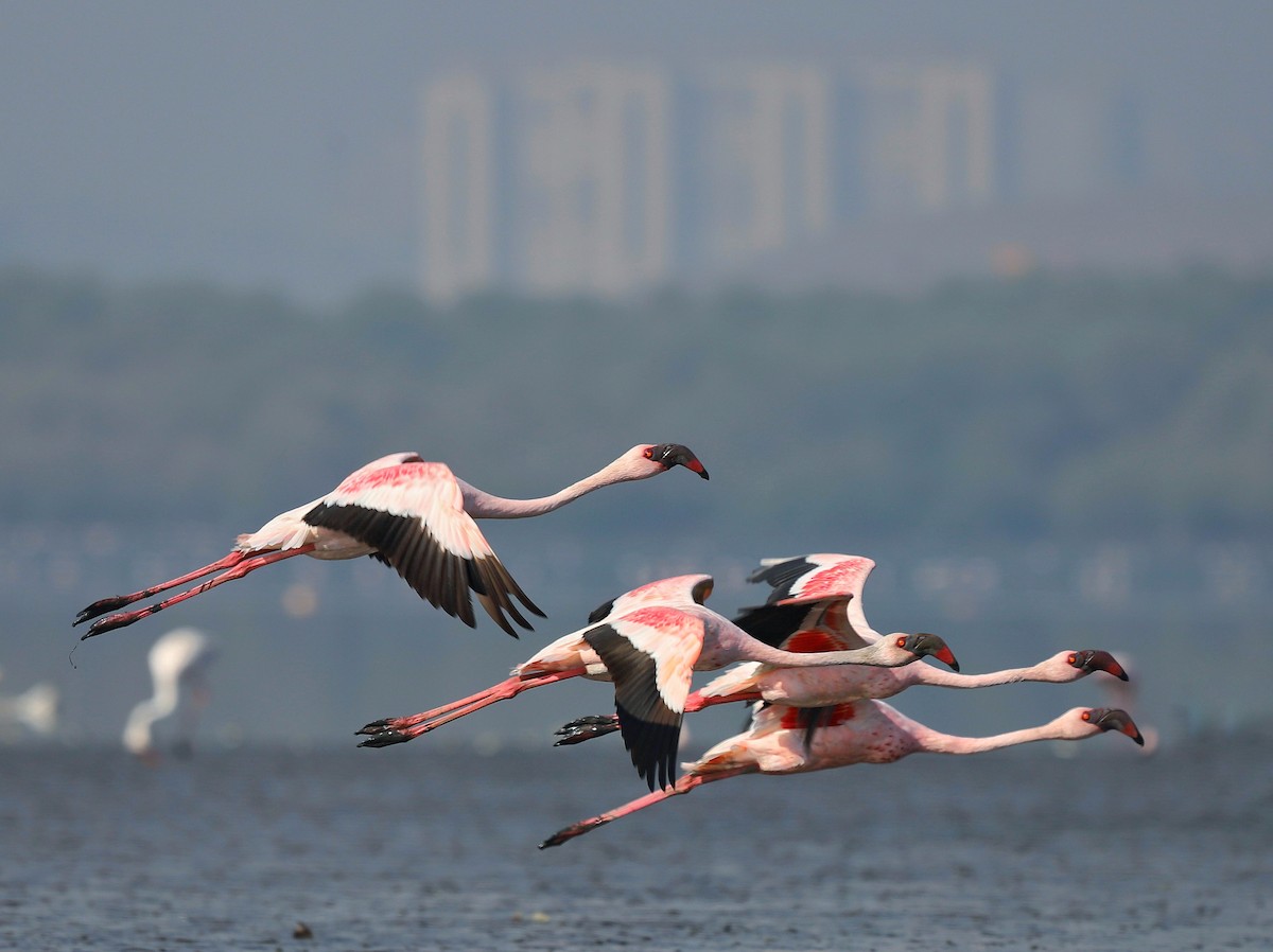 plameňák malý - ML508478611