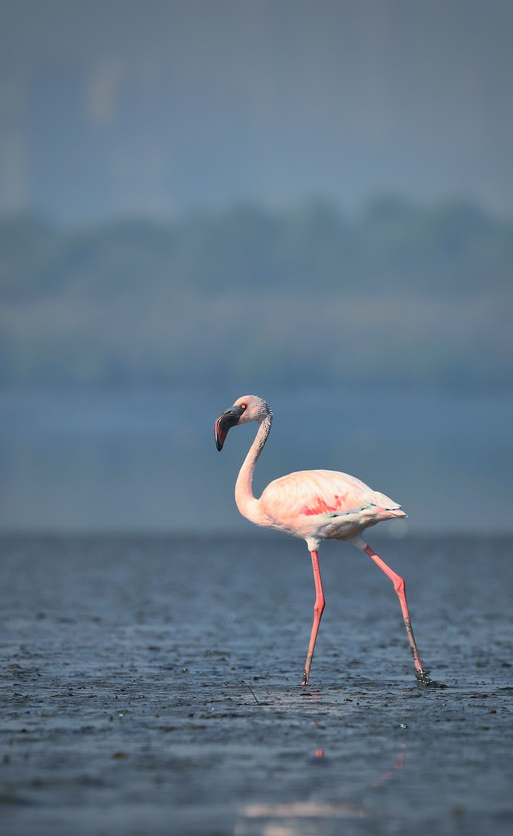 Küçük Flamingo - ML508478621