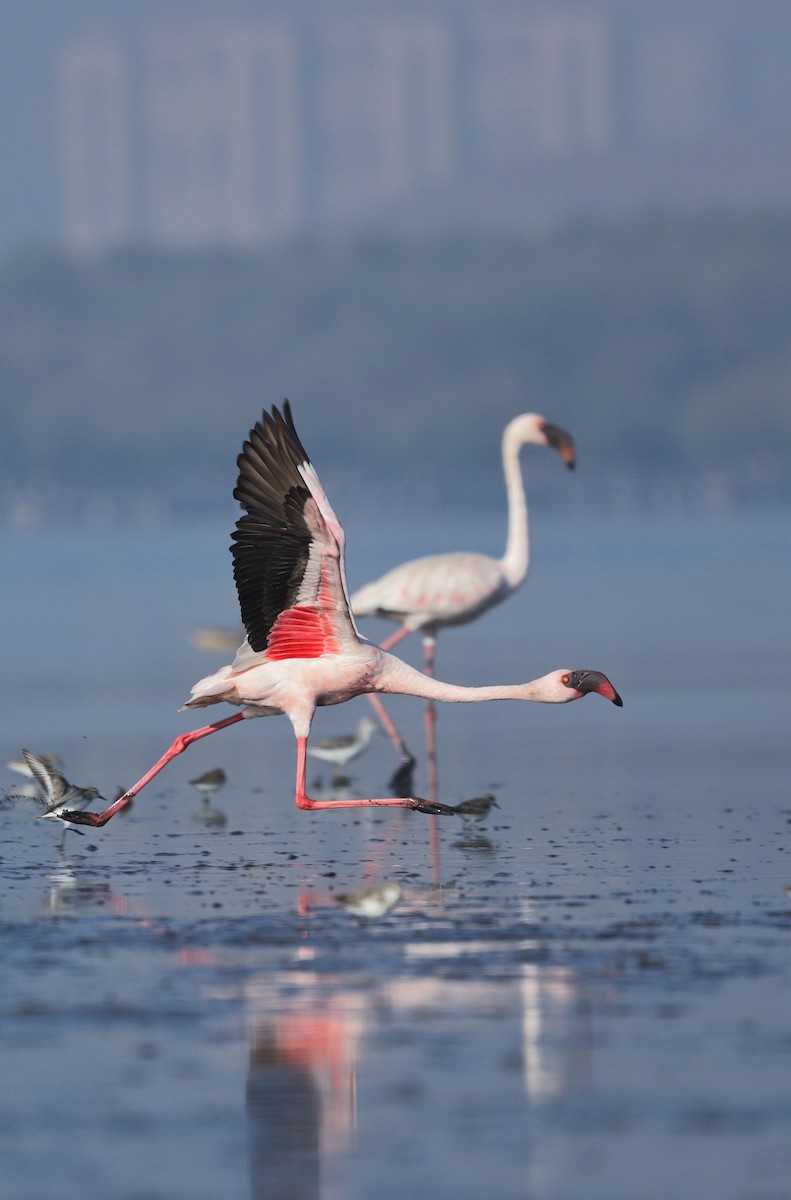 plameňák malý - ML508478631