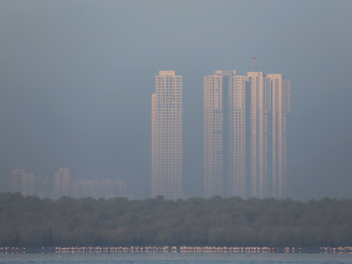 plameňák malý - ML508478651