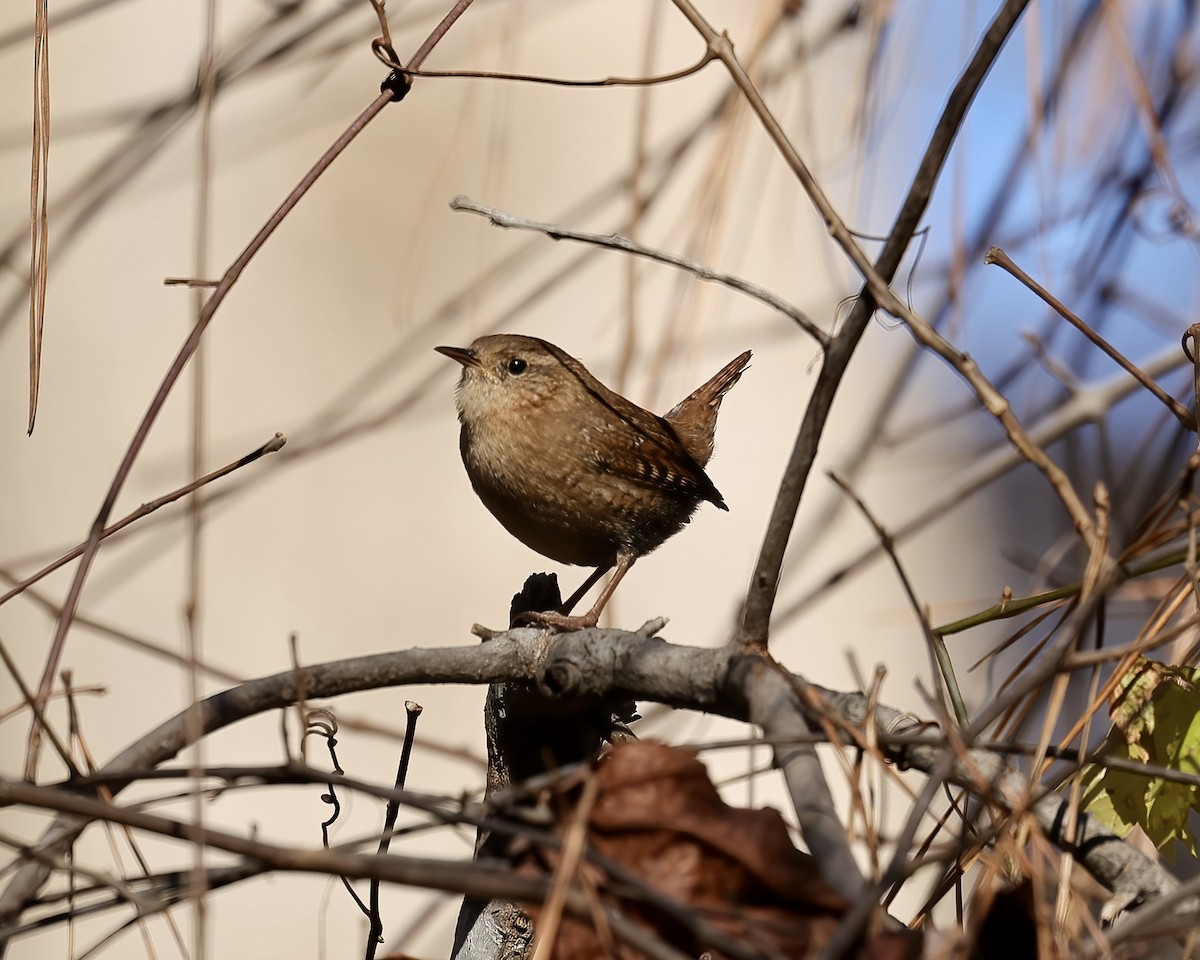 Winter Wren - ML508480131