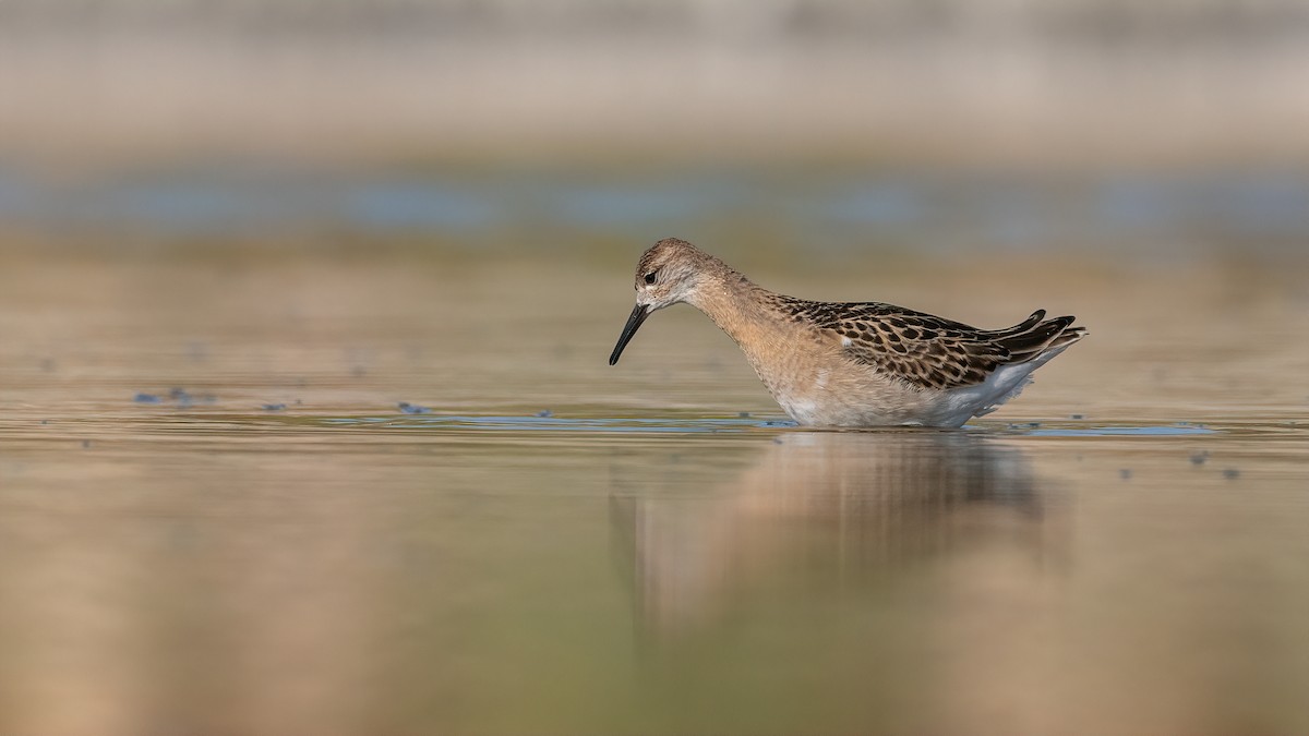 流蘇鷸 - ML508480381