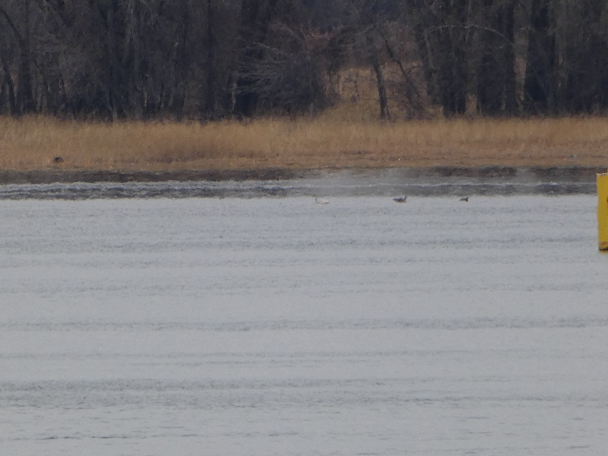 Tundra Swan - Marieta Manolova