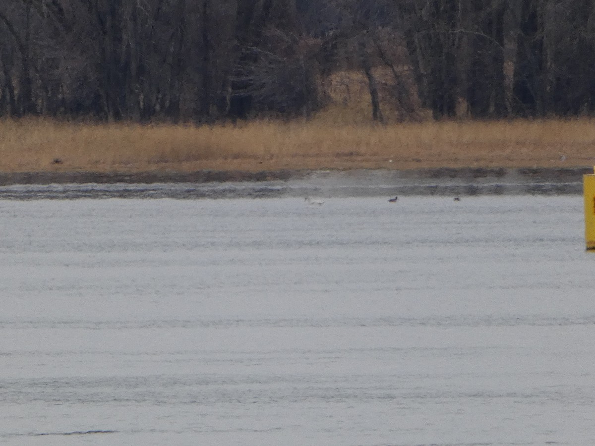 Tundra Swan - Marieta Manolova