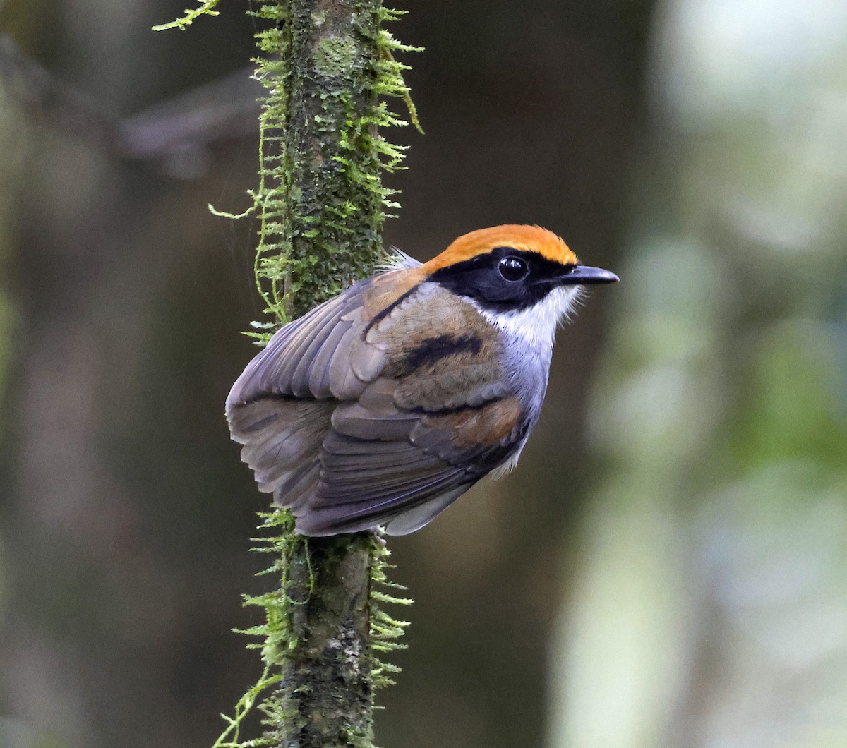 Black-cheeked Gnateater - ML508481241