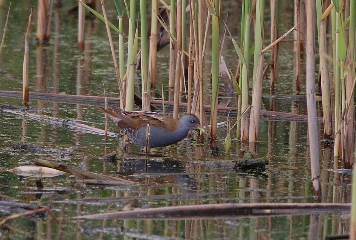 Little Crake - ML50848181