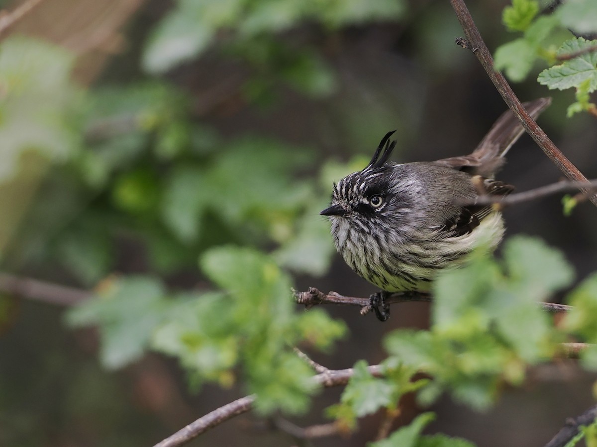 Taurillon mésange - ML508483731