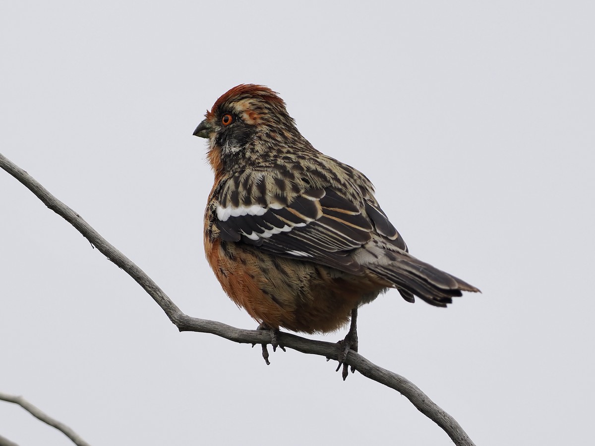 Rufous-tailed Plantcutter - Bobby Wilcox