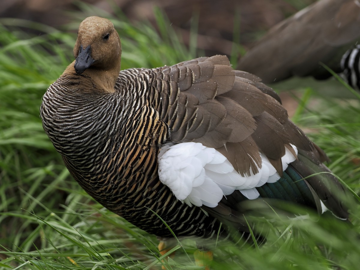 Upland Goose (White-breasted) - Bobby Wilcox