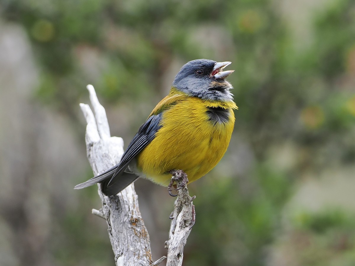 Patagonian Sierra Finch - Bobby Wilcox