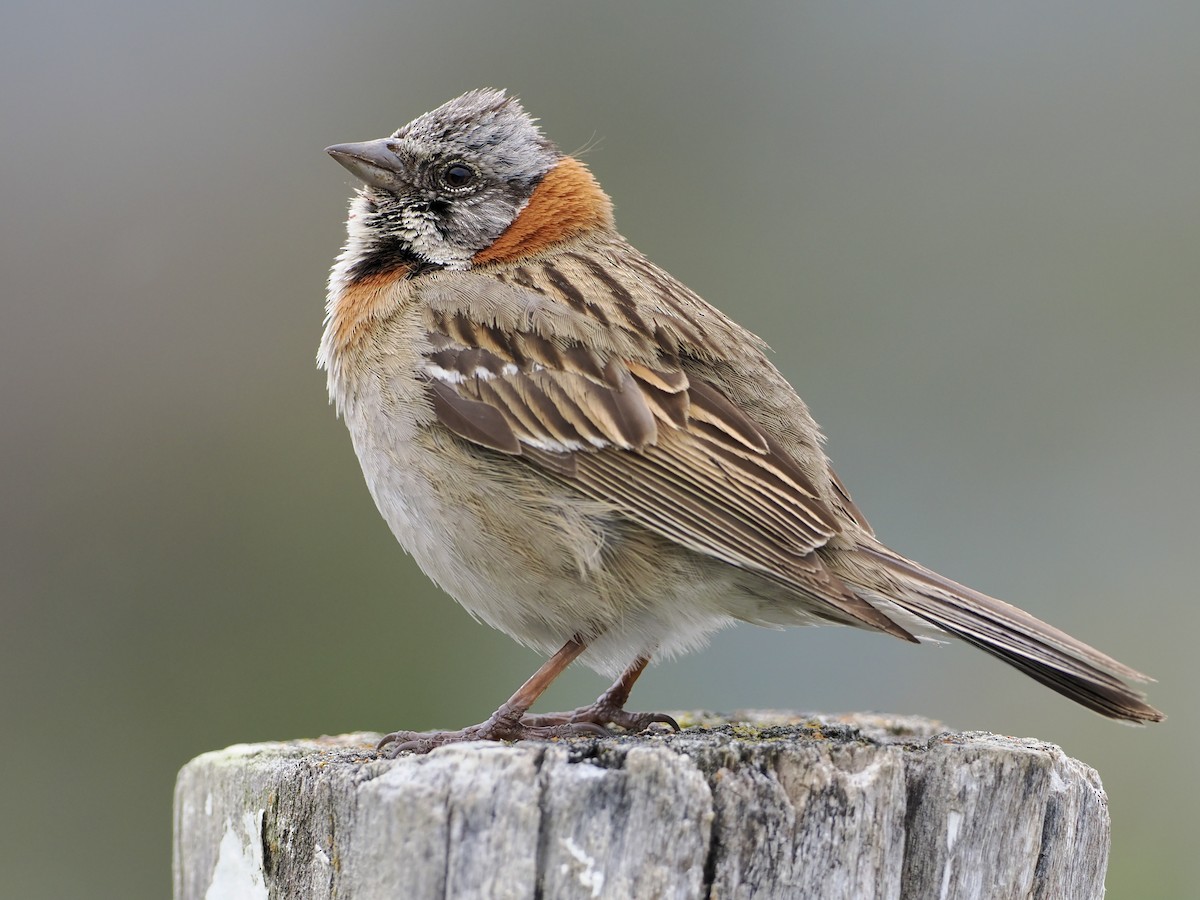 Rufous-collared Sparrow - Bobby Wilcox