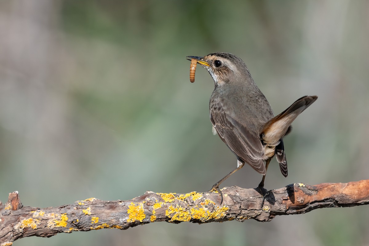 Bluethroat - Eren Aksoylu