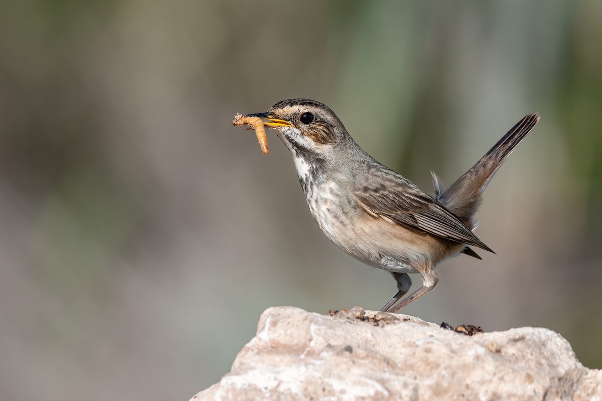 Bluethroat - ML508484371