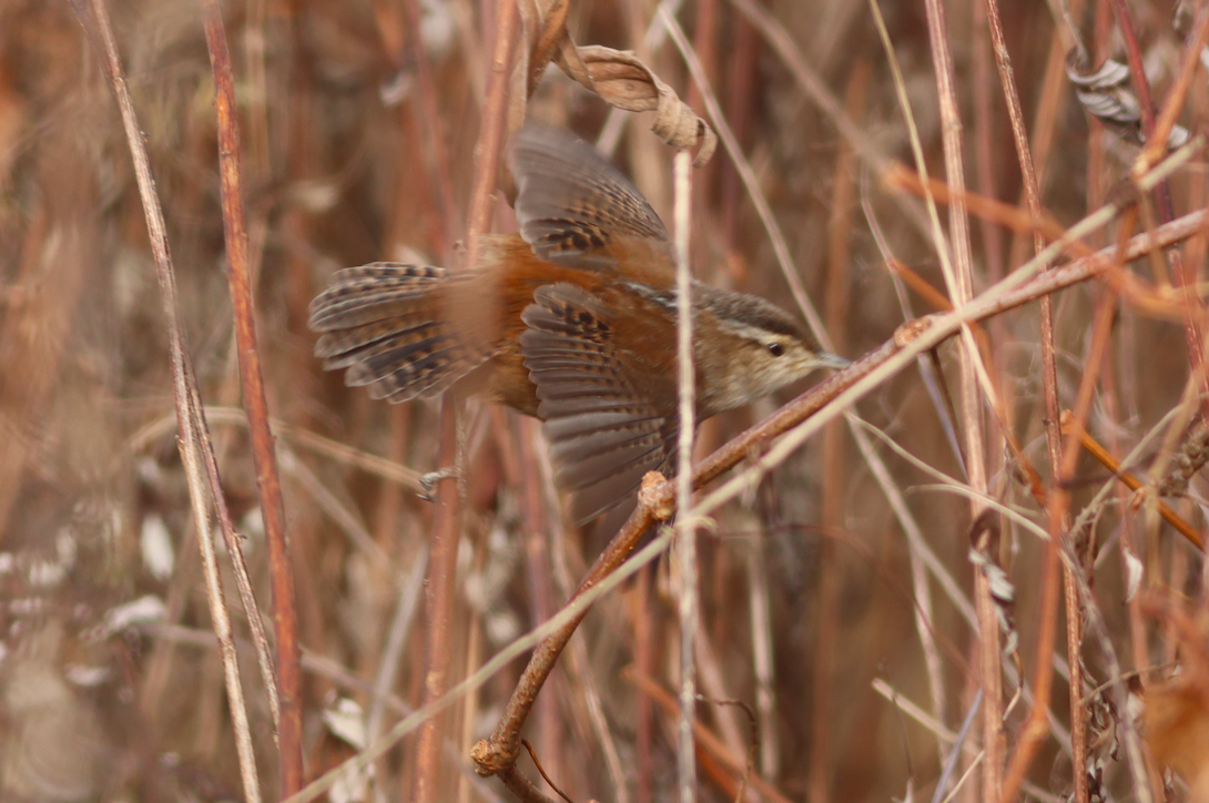 Marsh Wren - ♏️ ©️ (Mihai F. Chitulescu)