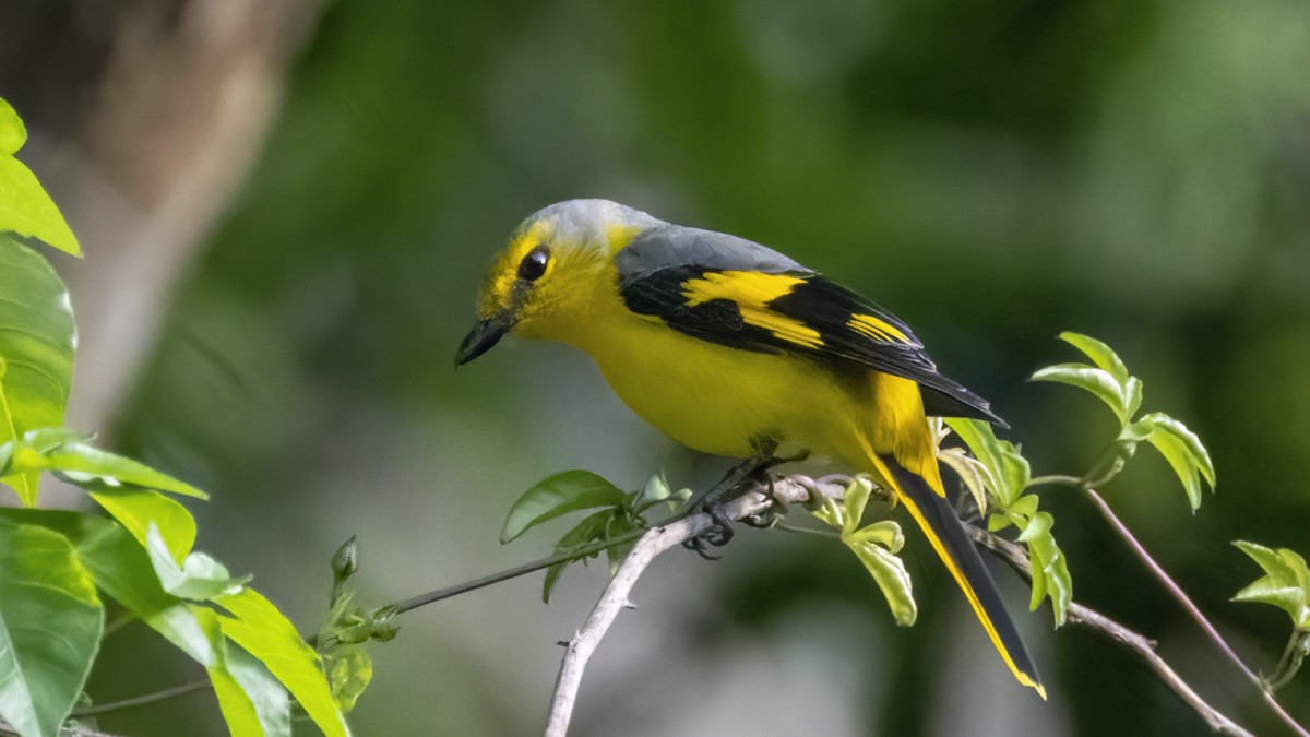 Scarlet Minivet - ML508485111