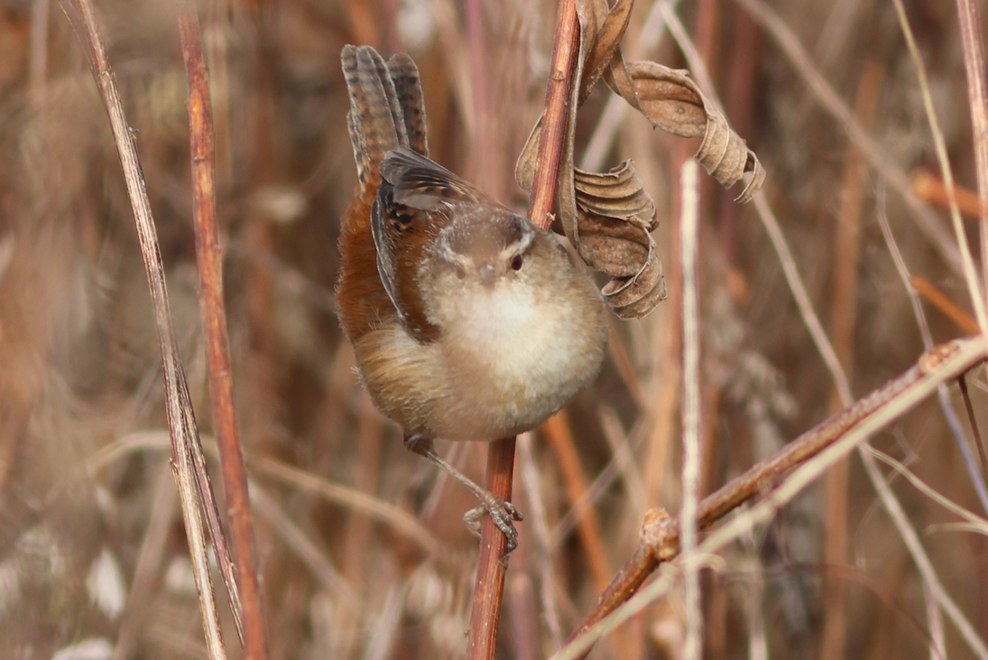 Marsh Wren - ML508485121