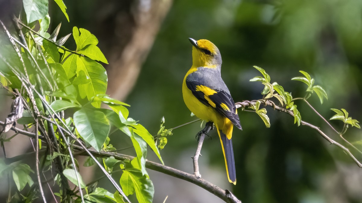 Scarlet Minivet - ML508485991