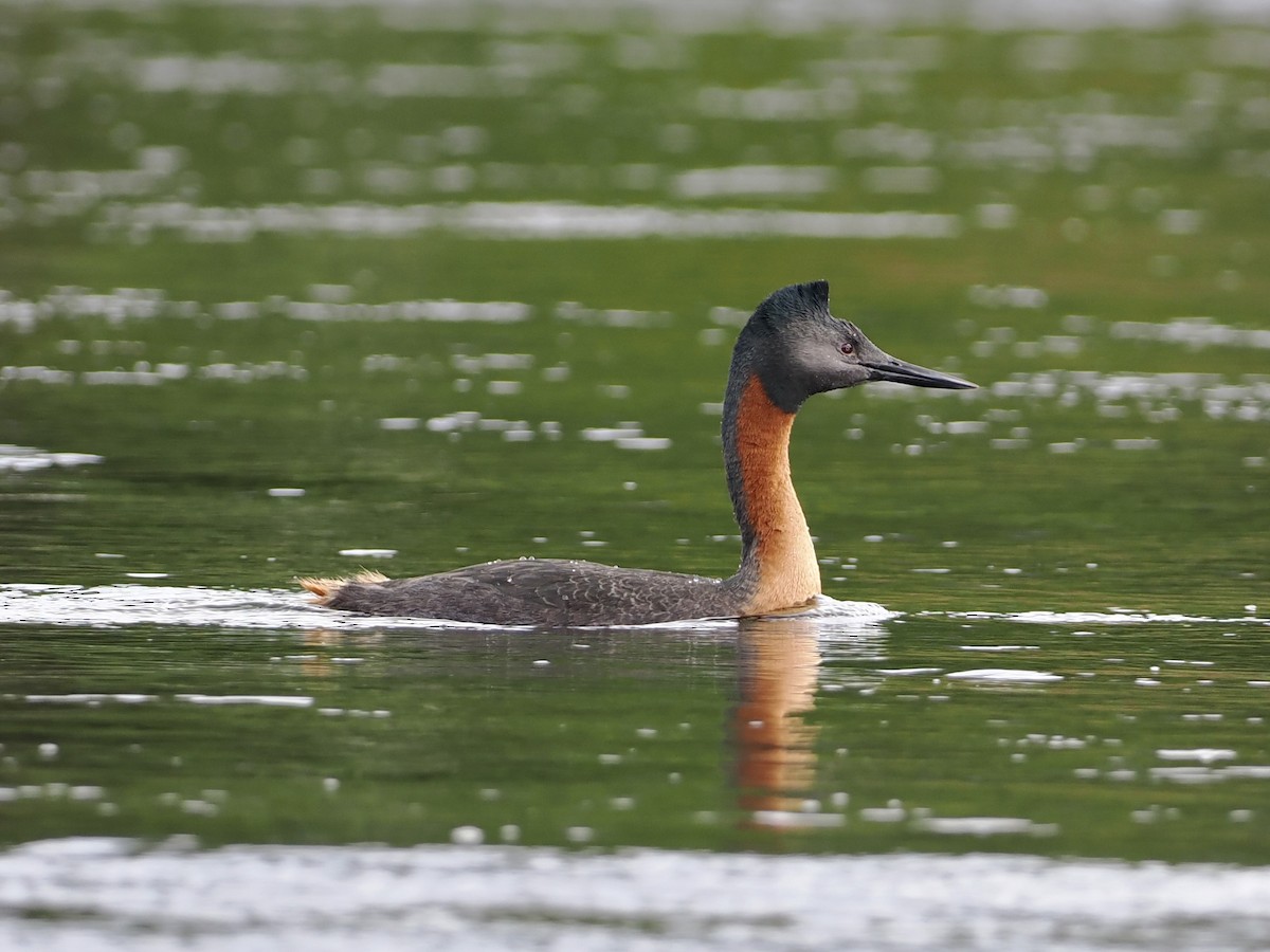 Great Grebe - Bobby Wilcox