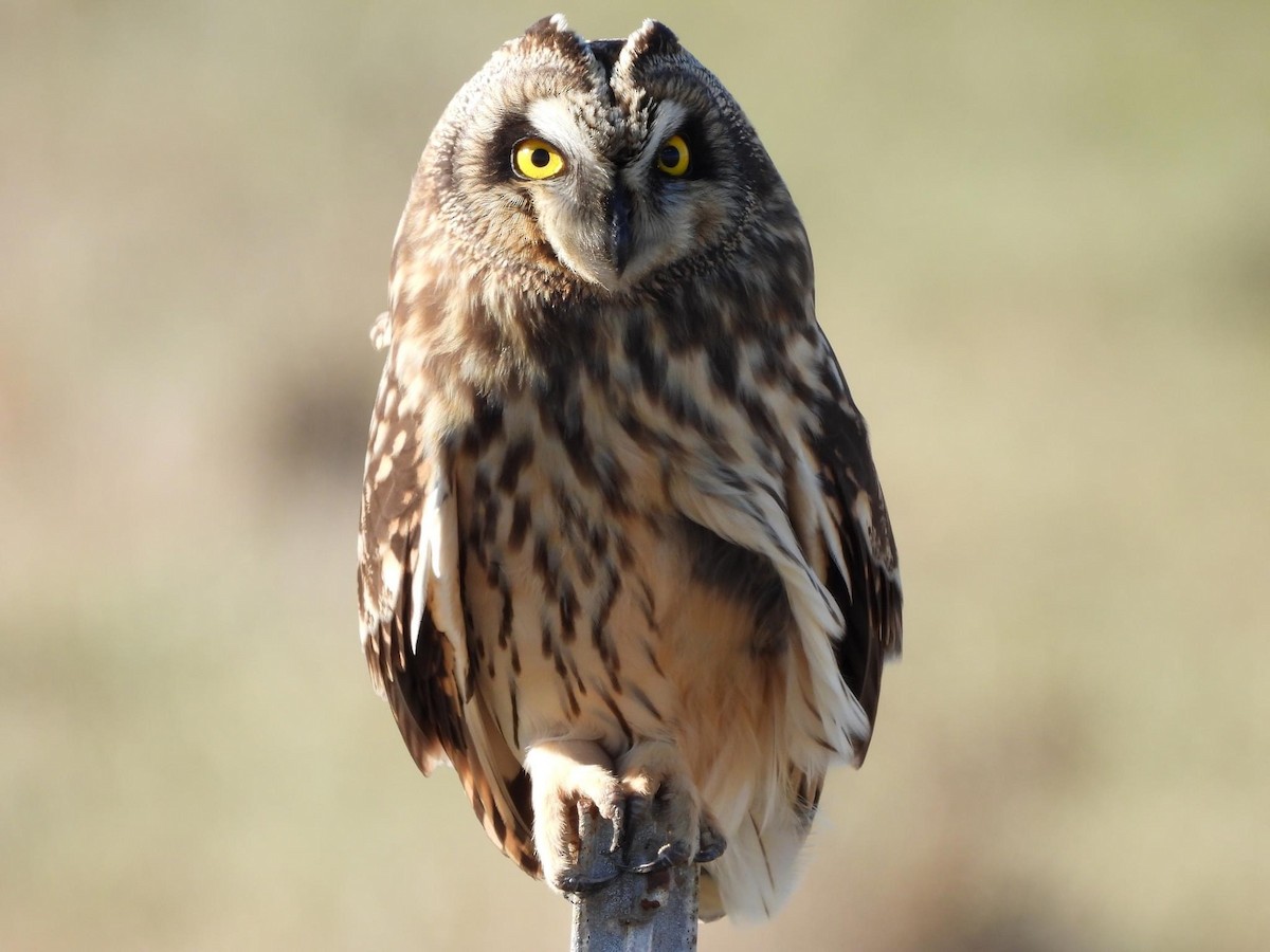 Short-eared Owl - ML508488371