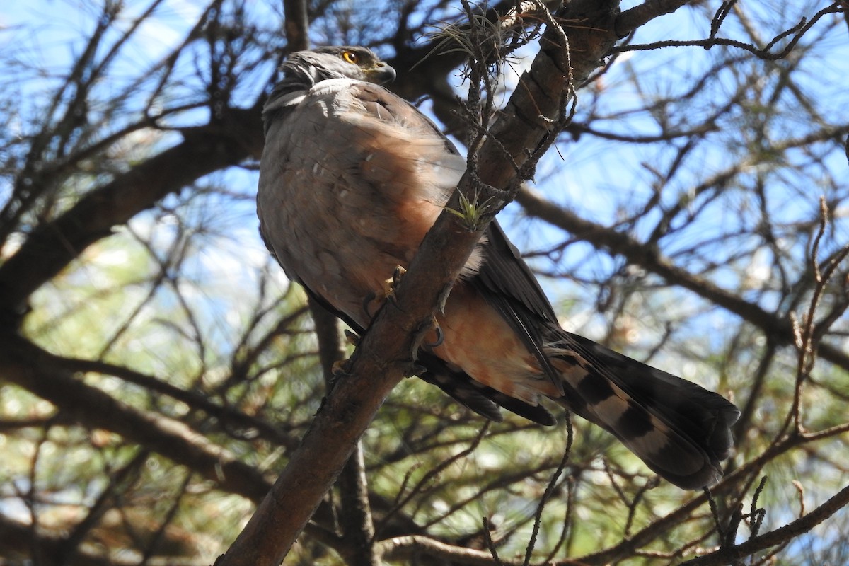 Bicolored Hawk (Spotted) - ML508488461