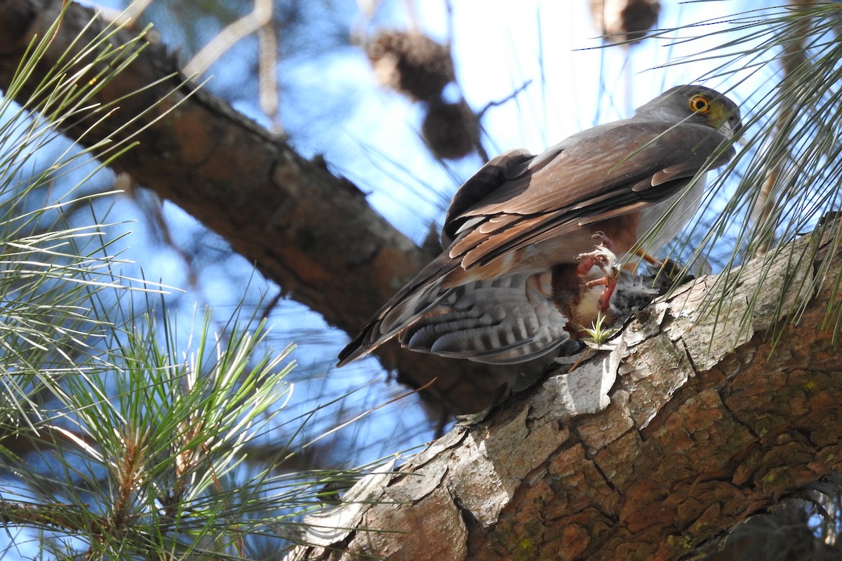 Bicolored Hawk (Spotted) - ML508488471