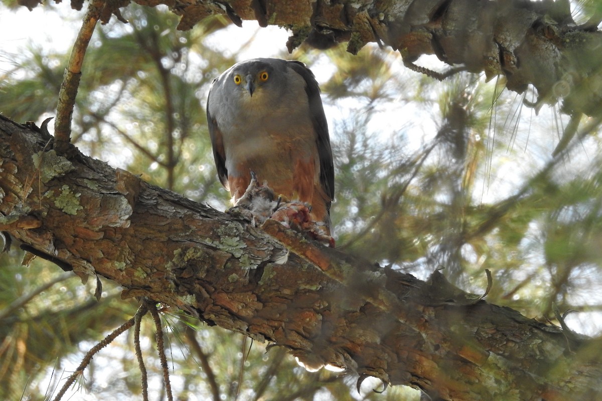 Bicolored Hawk (Spotted) - ML508488591