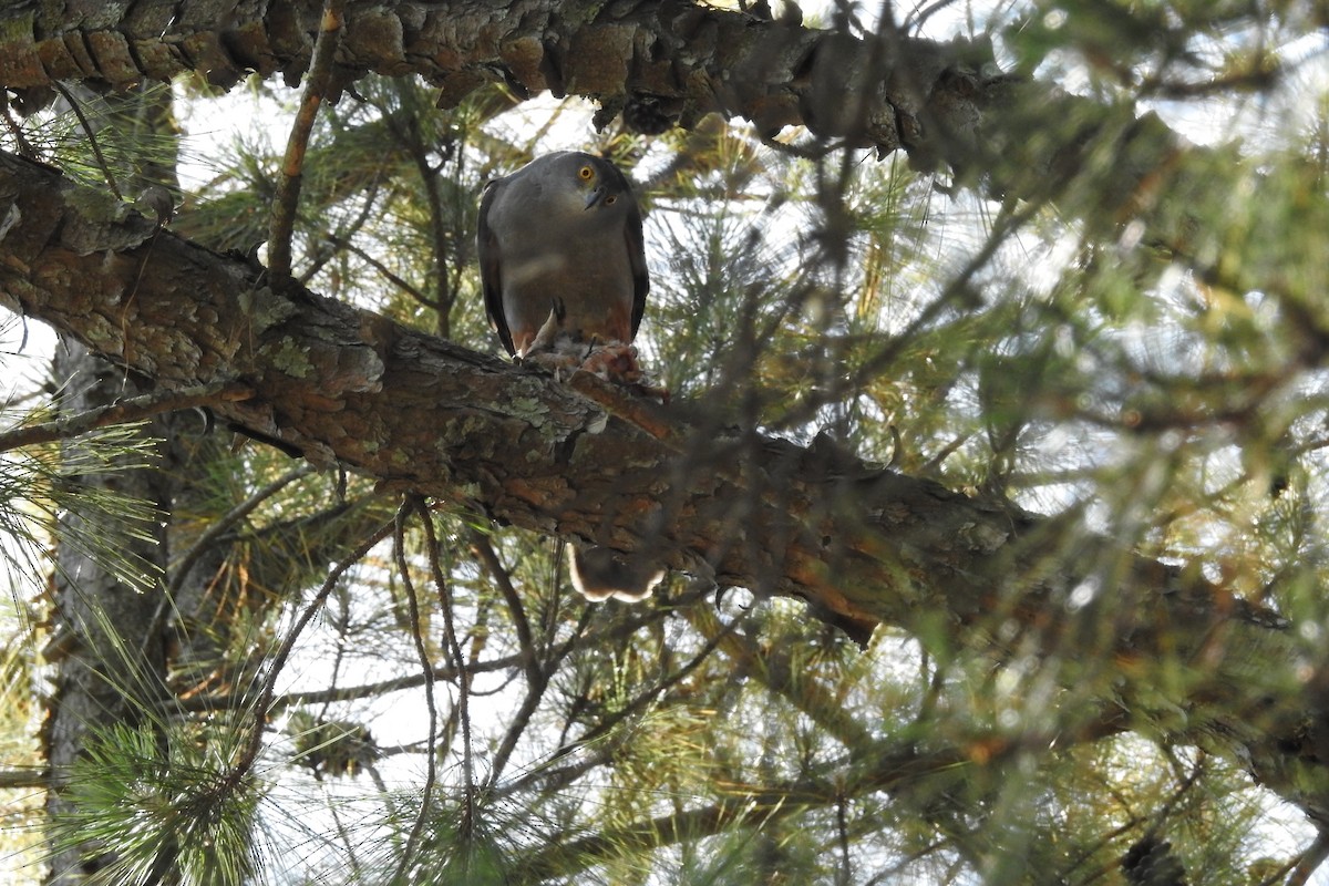 jestřáb neotropický (ssp. pileatus/guttifer) - ML508488601