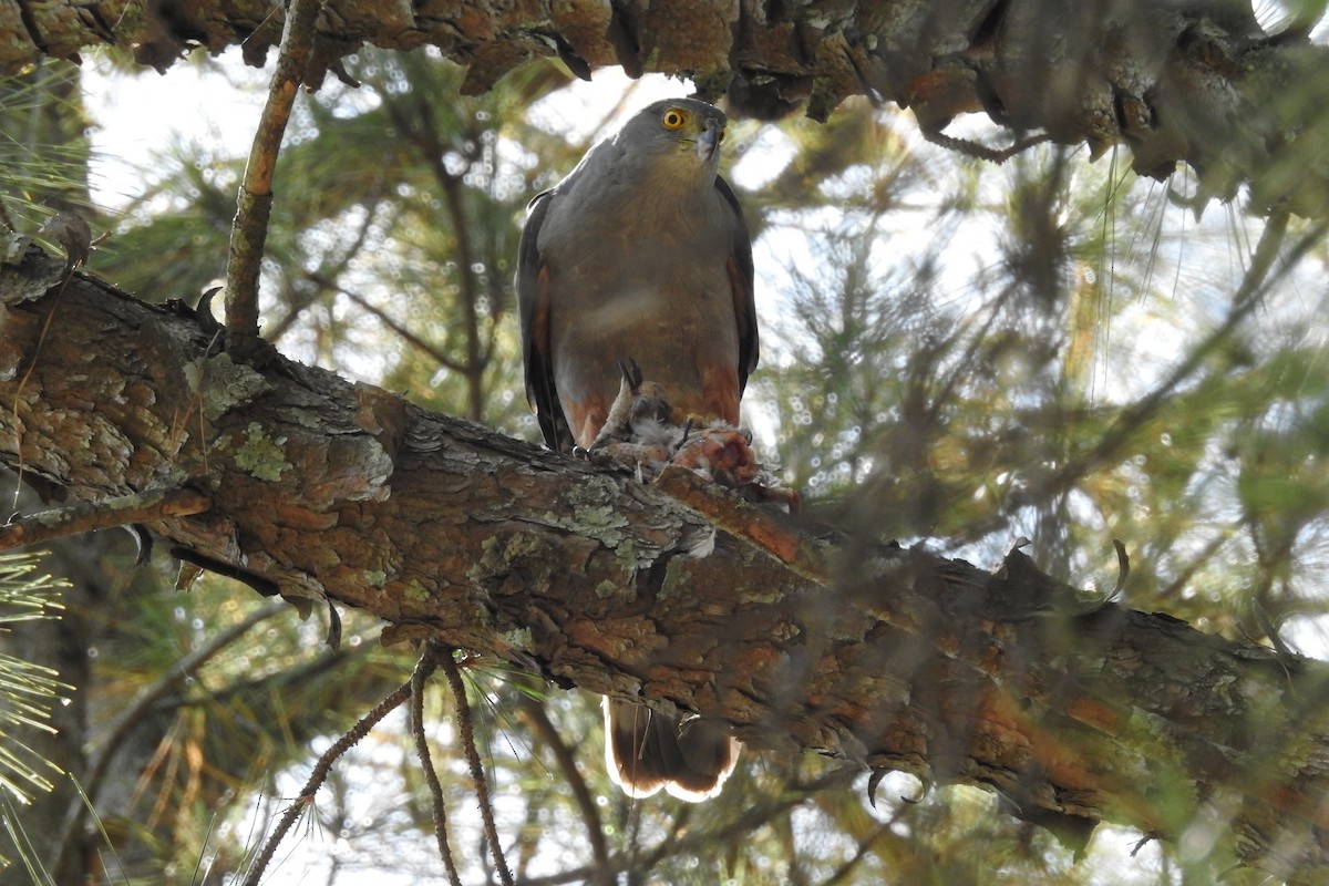 Bicolored Hawk (Spotted) - ML508488611