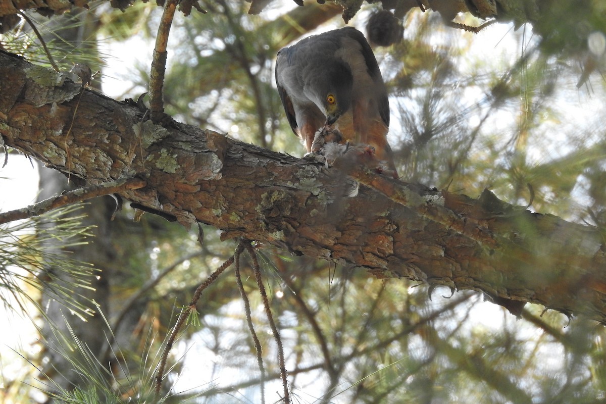 jestřáb neotropický (ssp. pileatus/guttifer) - ML508488621