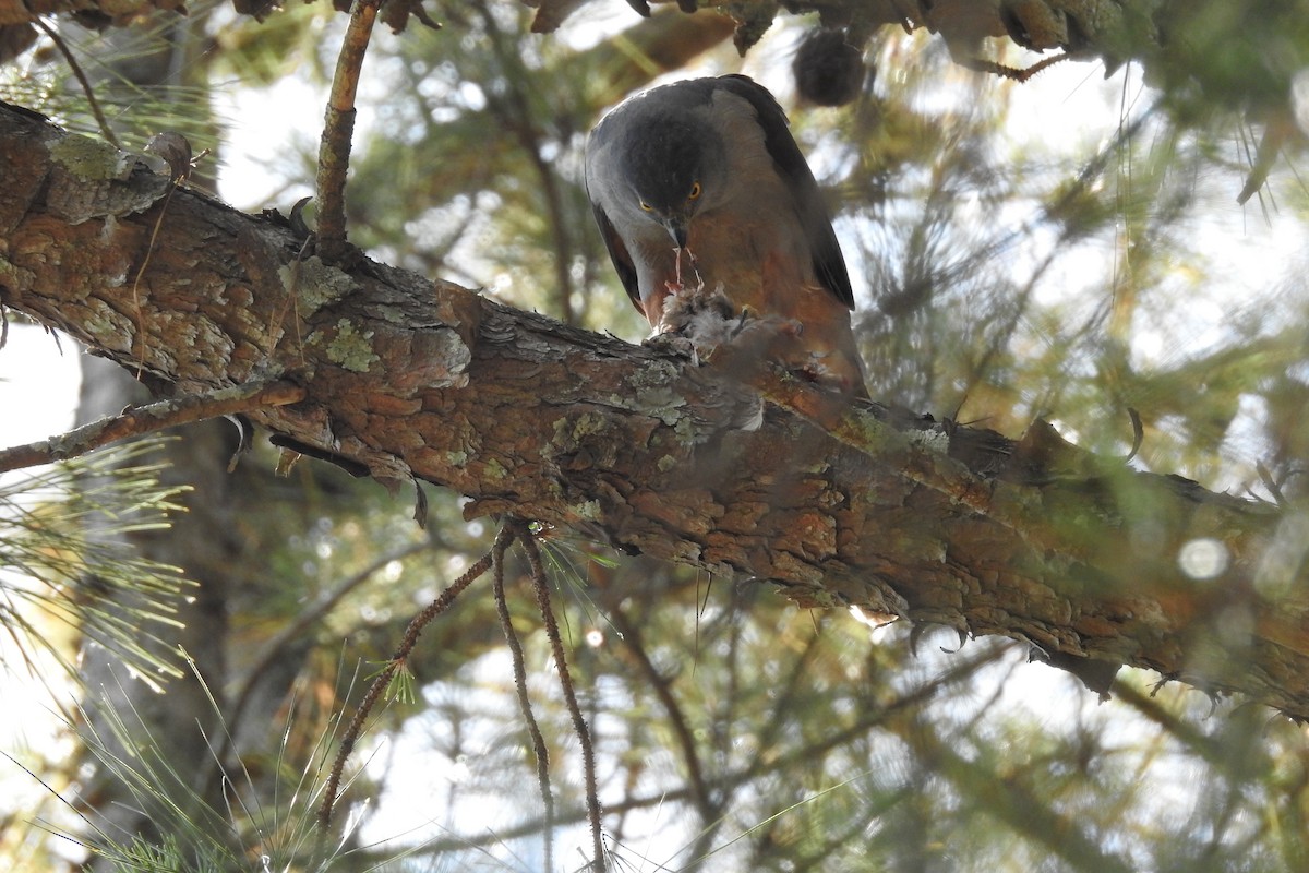 jestřáb neotropický (ssp. pileatus/guttifer) - ML508488631