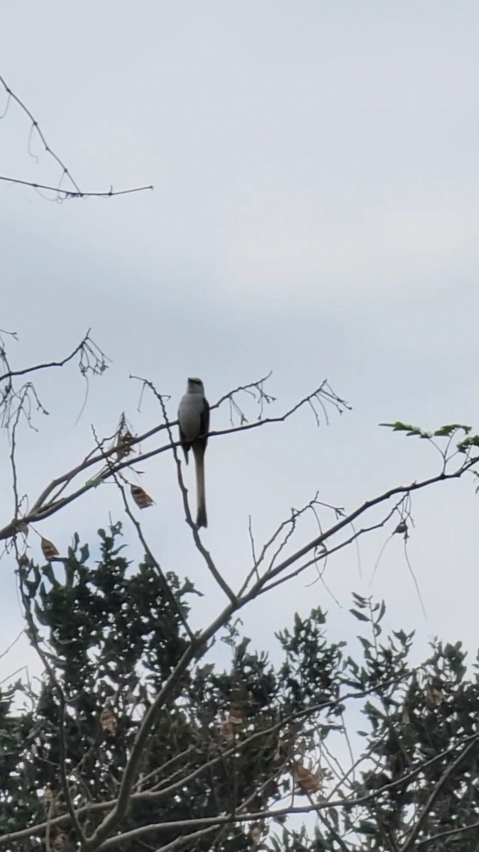 Scissor-tailed Flycatcher - ML508490031