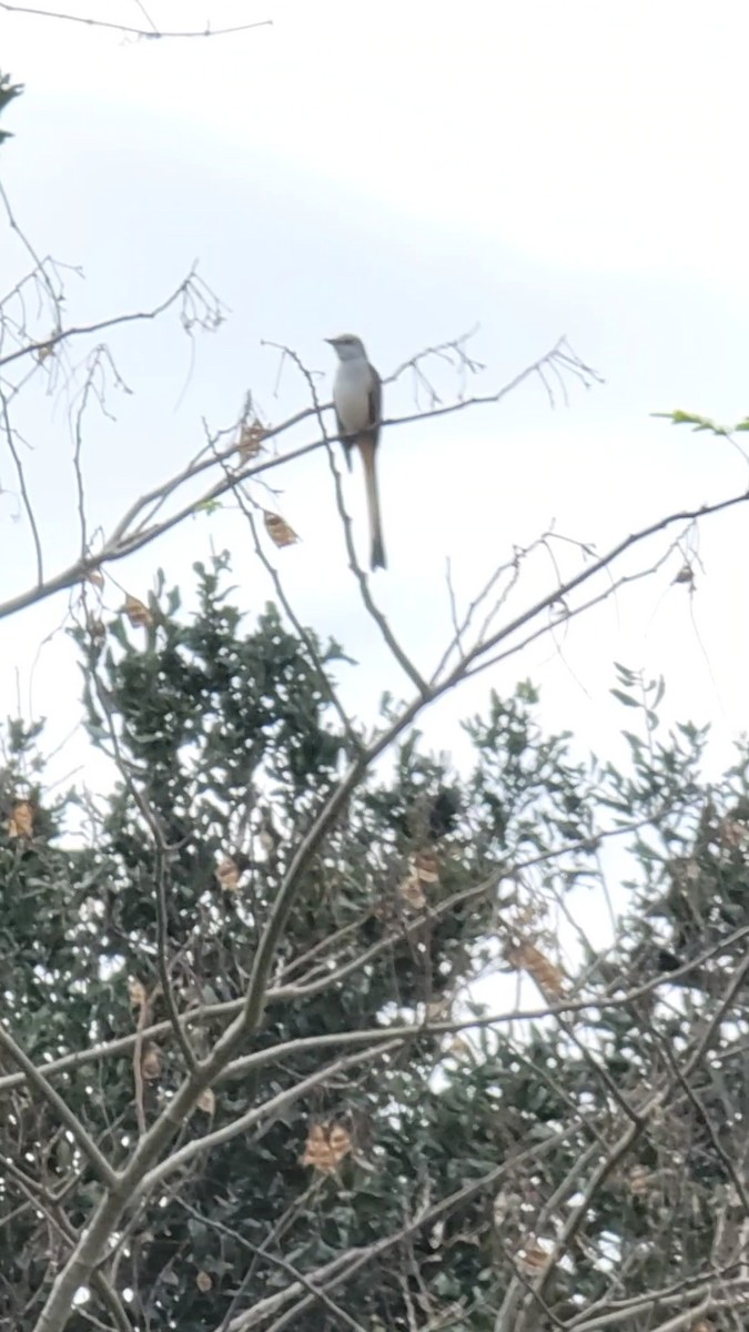 Scissor-tailed Flycatcher - ML508490041