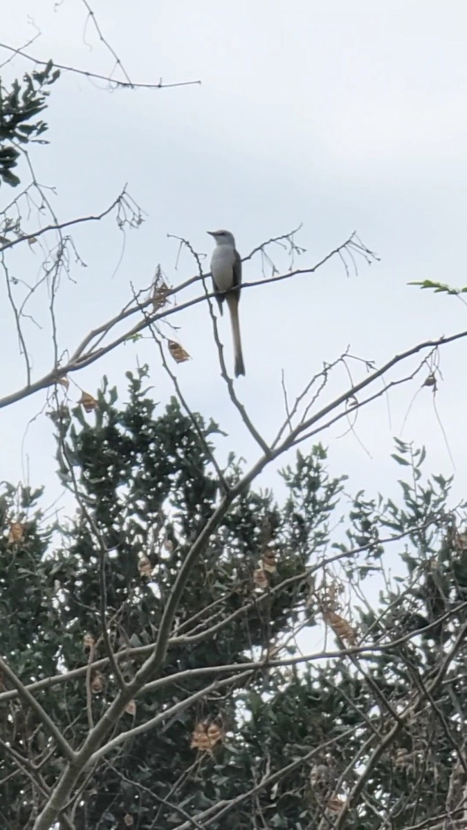 Scherenschwanz-Königstyrann - ML508490051