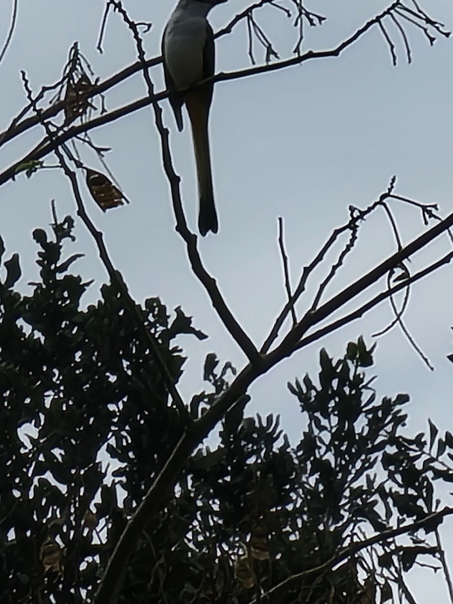 Scissor-tailed Flycatcher - ML508490061