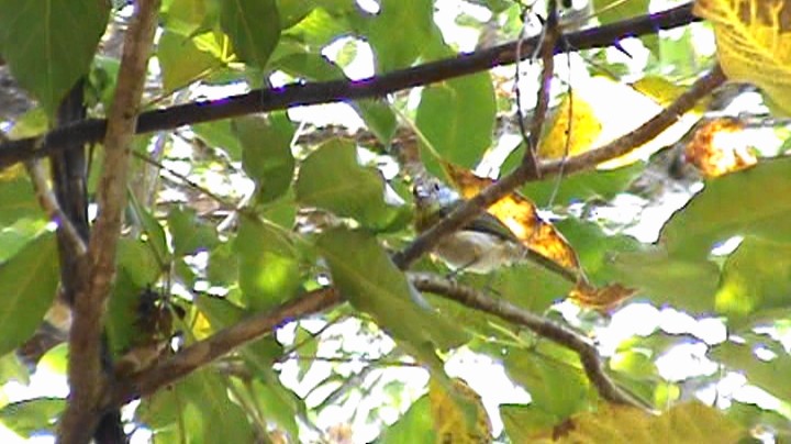 Rufous-browed Peppershrike - ML508490401