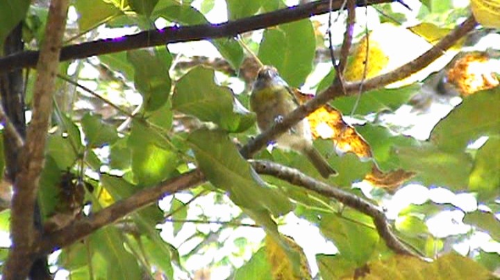 Rufous-browed Peppershrike - ML508490411