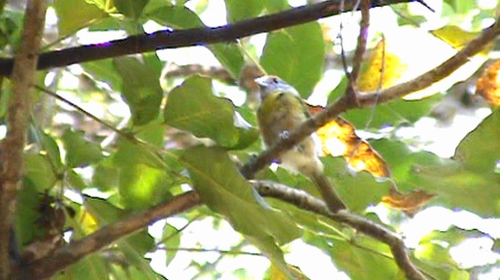 Rufous-browed Peppershrike - ML508490421