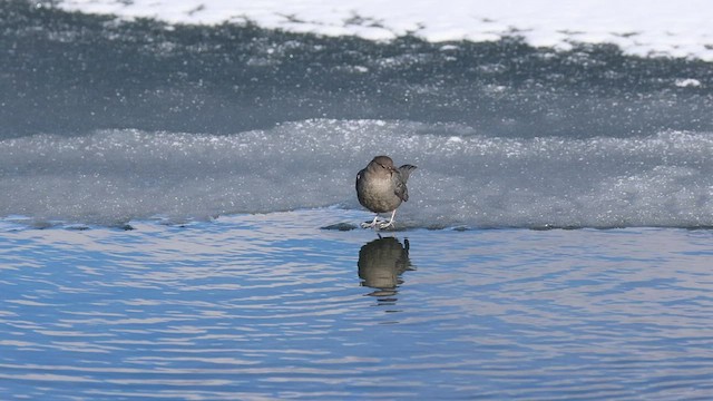 American Dipper - ML508490431