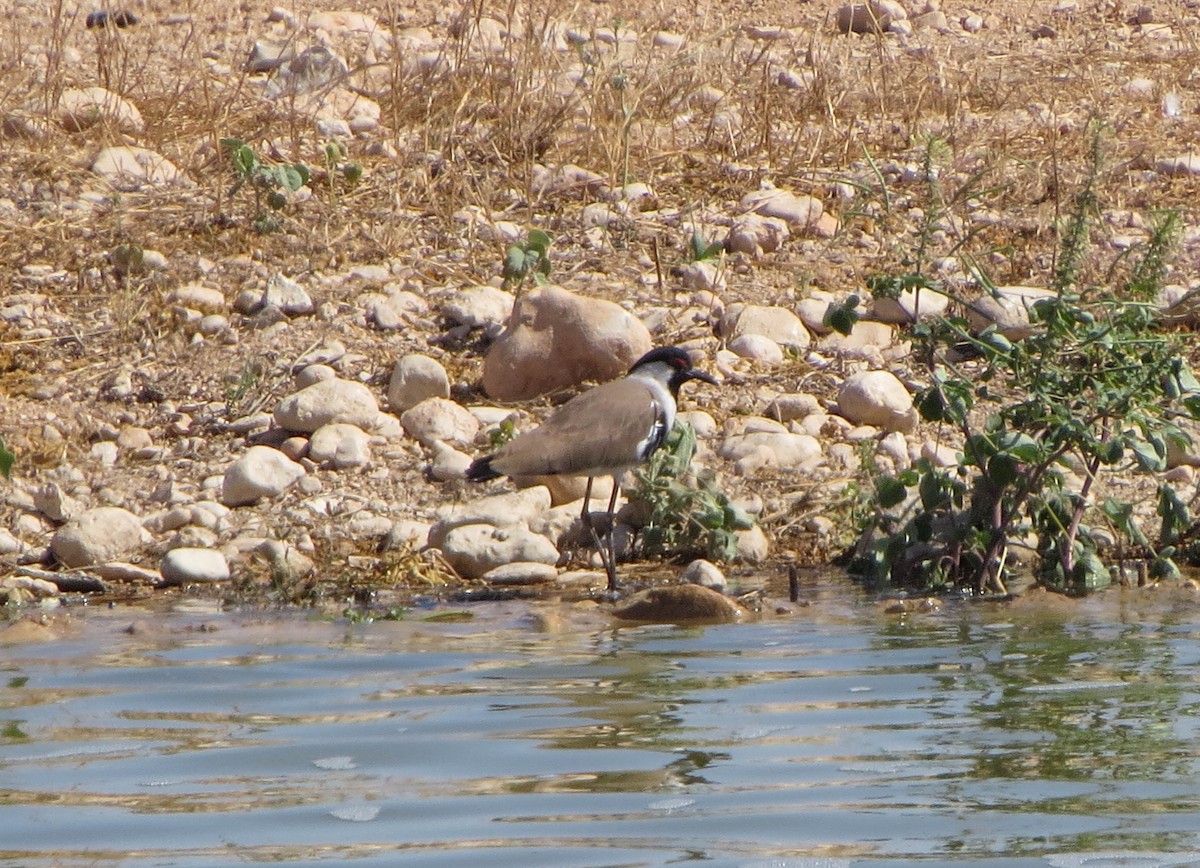 tanımsız Vanellus sp. - ML508492181