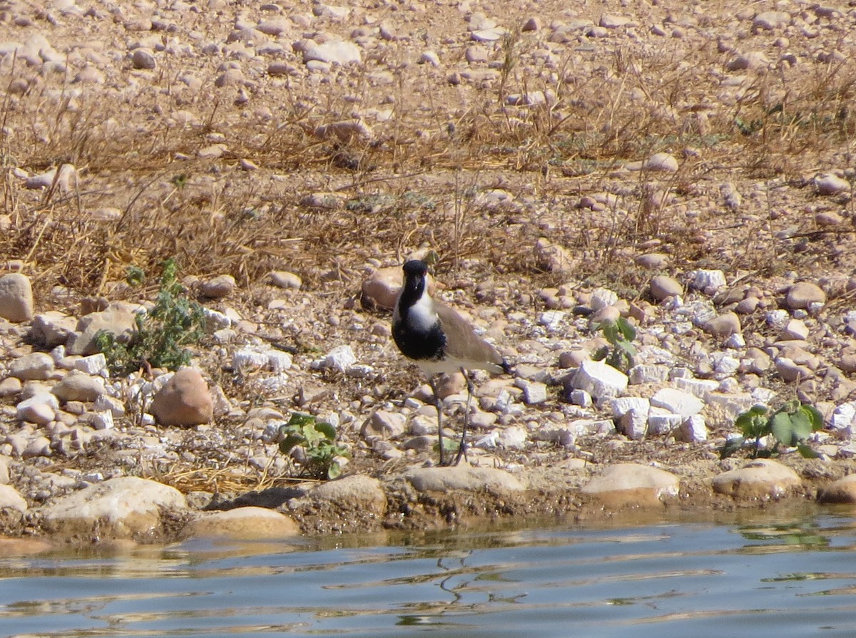 lapwing sp. - Nayib Hamdoun