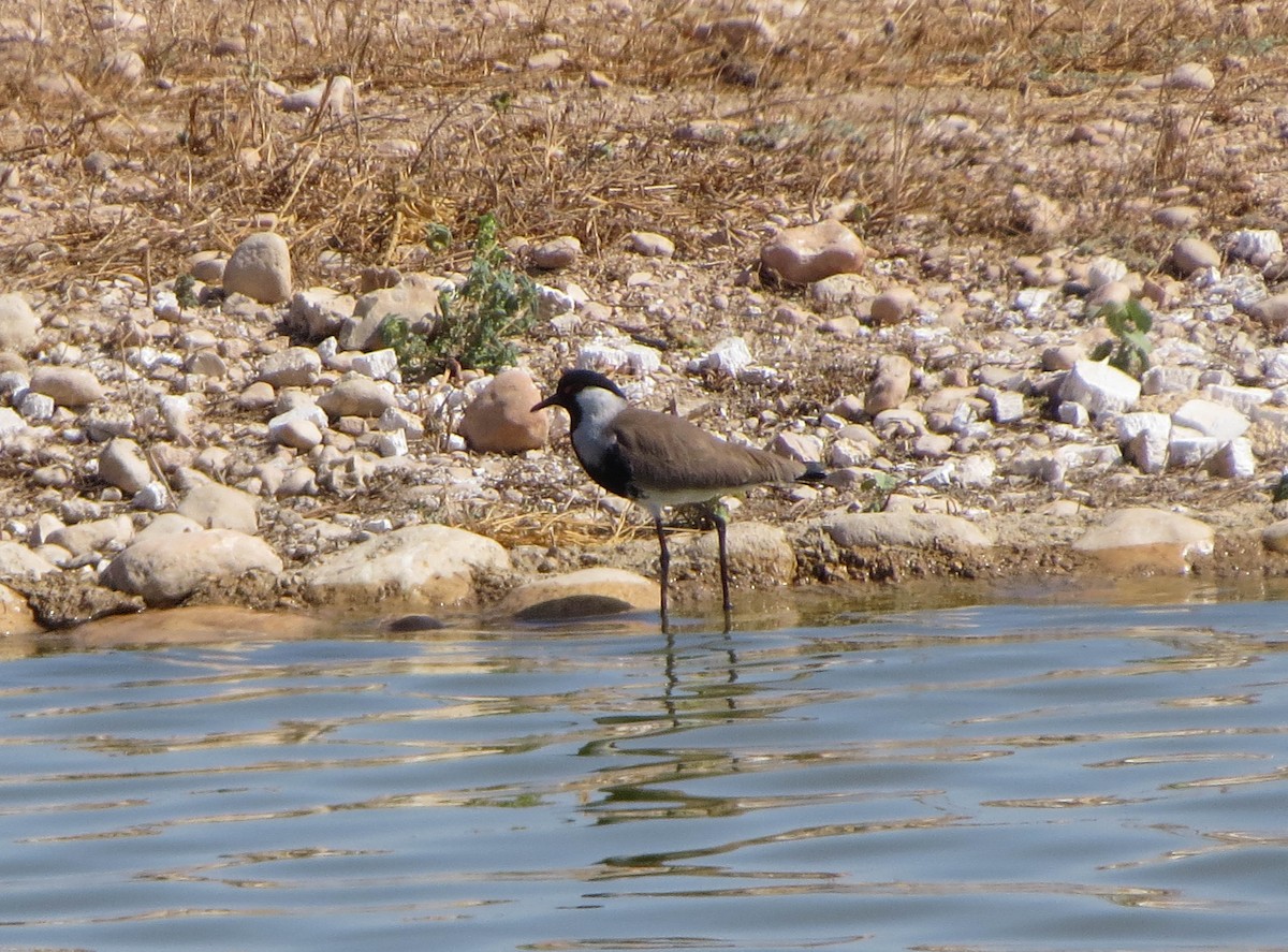 tanımsız Vanellus sp. - ML508492201