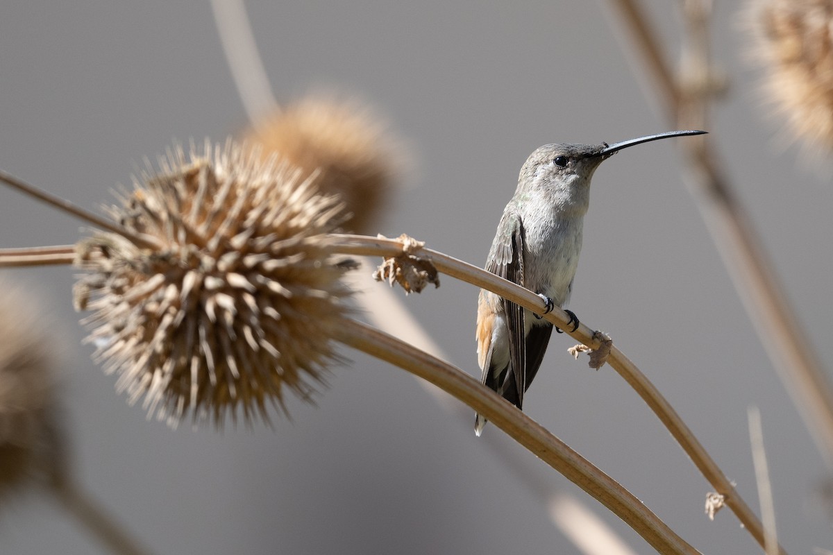 vesperkolibri - ML508492641