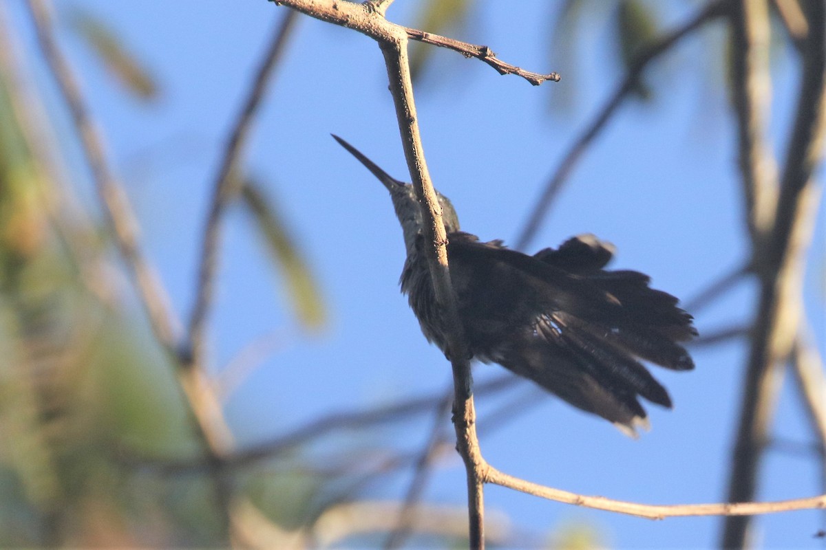 Colibrí Pechigrís - ML508493981