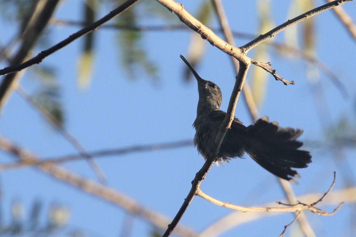 Colibrí Pechigrís - ML508493991